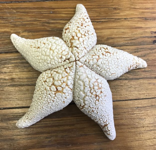Crusty Sea Star